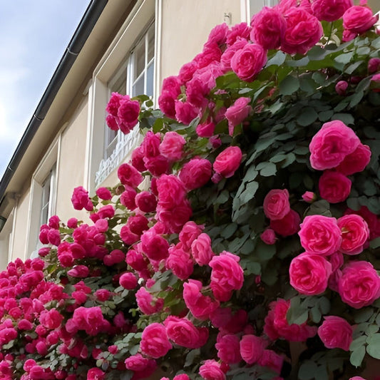 Wall Climbing Rose Flower Seeds